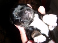 /album/galeria-de-fotos-filhotes-disponiveis/macho-preto-jpg/